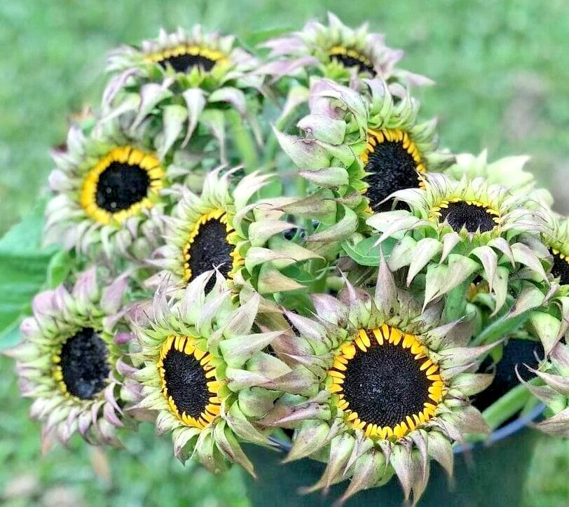 Sunfill Purple Double Sunflower Helianthus Annuus – Perennial Flower Seeds