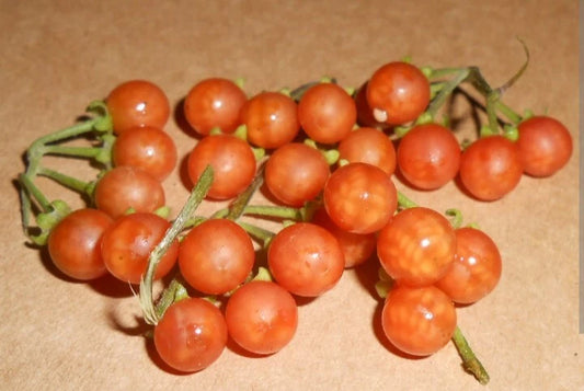 Orange Otricoli Berry Fruit Garden Seeds