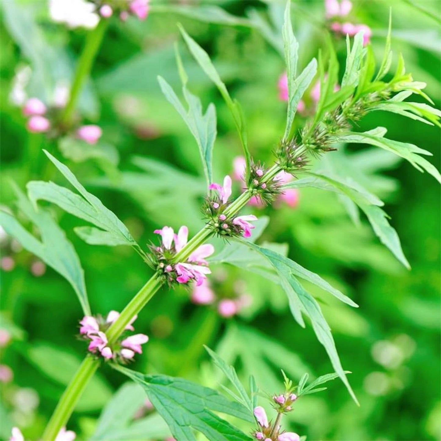 Motherwort Leonurus Cardiaca Perennial Herb Flower Seeds