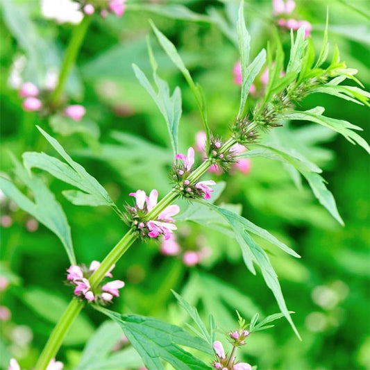 Motherwort Leonurus Cardiaca Perennial Herb Flower Seeds
