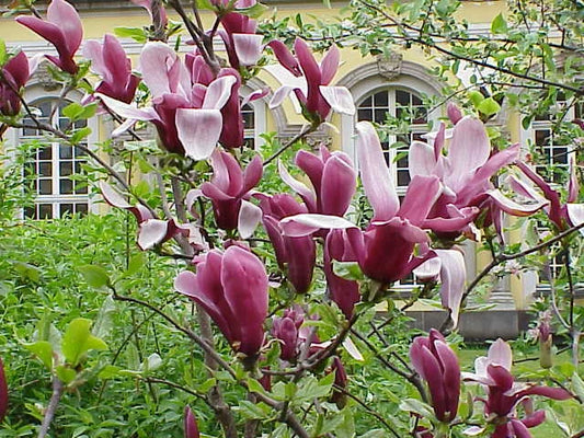 Magnolia Liliiflora Mulan Tulip Lily Shrub Seeds