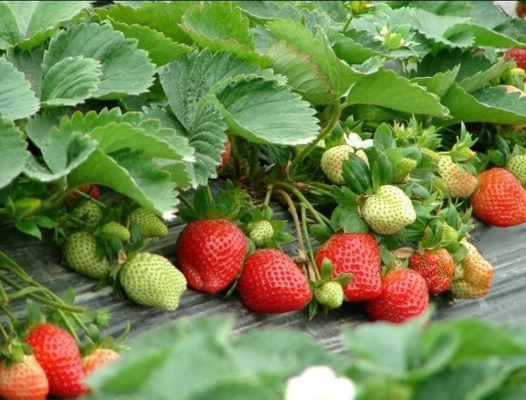 Red Strawberry Sweet Juicy Fruit Seeds for Planting