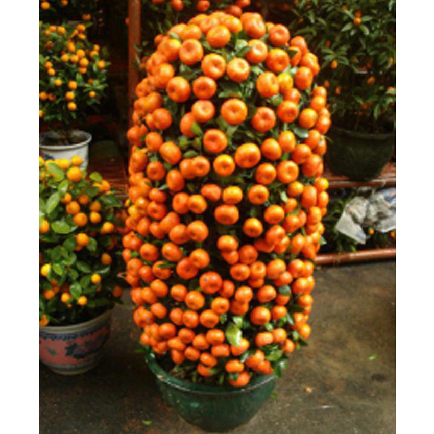 Dwarf Tangerine Mandarin – Bonsai, Dwarf Fruit Seeds