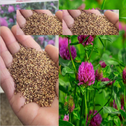 Red Clover Trifolium Pratense – Hardy Perennial Flower Seeds