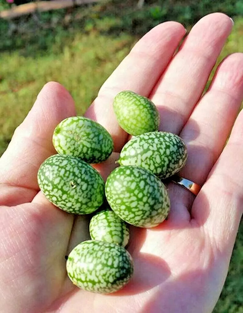 Mexican Sour Cucumber Melothria Scabra Vegetable Seeds