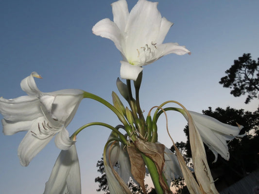 Crinum Lily White – Fragrant Flower Seeds for Planting