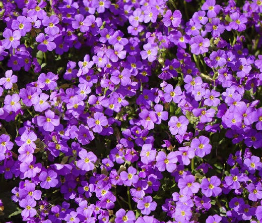 Aubrieta Rock Cress Purple Aubrieta Hybrida Hendersonii – Ground Cover Seeds