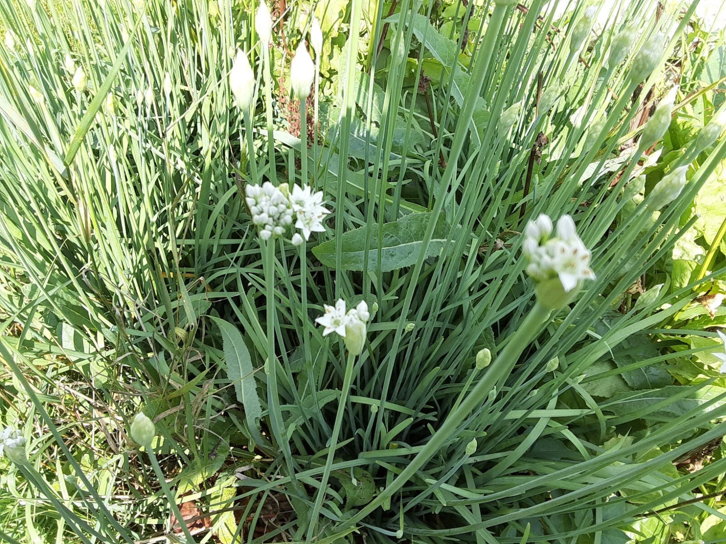 Garlic Chive Allium Tuberosum – Culinary Herb Seeds