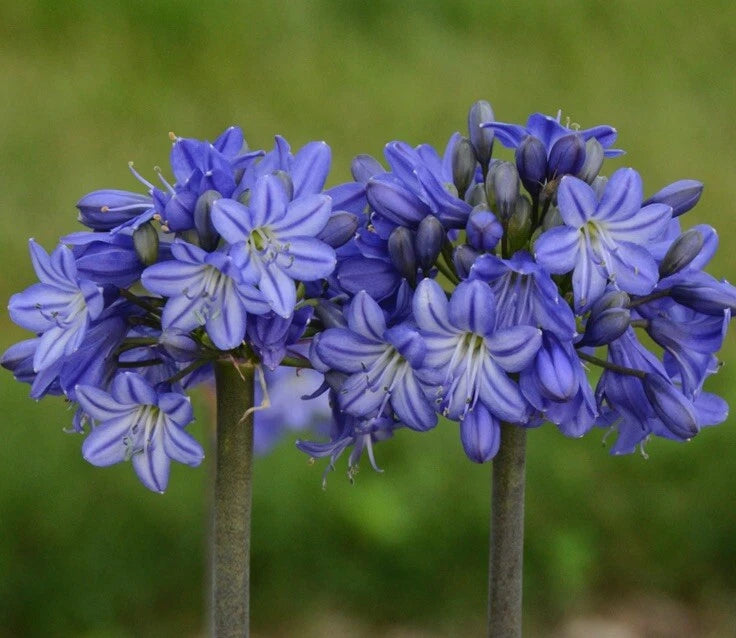 Agapanthus Lily of the Nile Hardy Perennial Flower Seeds