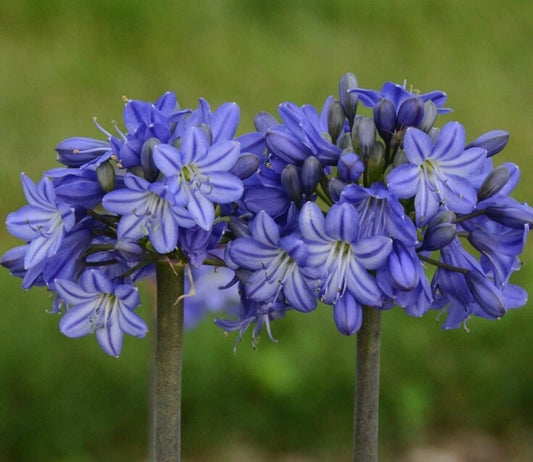 Agapanthus Lily of the Nile Hardy Perennial Flower Seeds