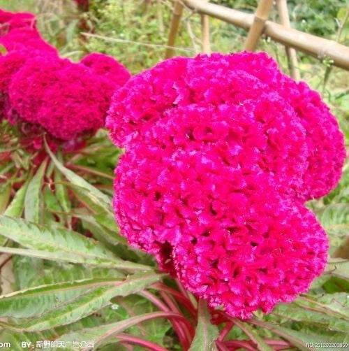 Mix Plumed Cockscomb – Mixed Herb Seeds