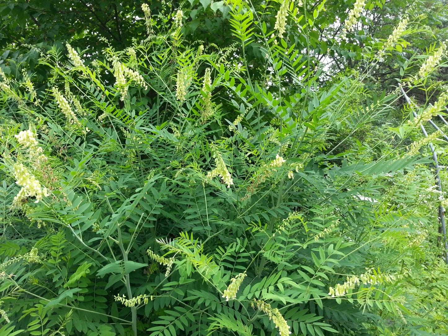 Sophora Flavescens – Dwarf Garden Shrub Herb Seeds