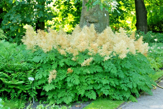 Goats Beard Aruncus Dioicus Perennial Flower Seeds