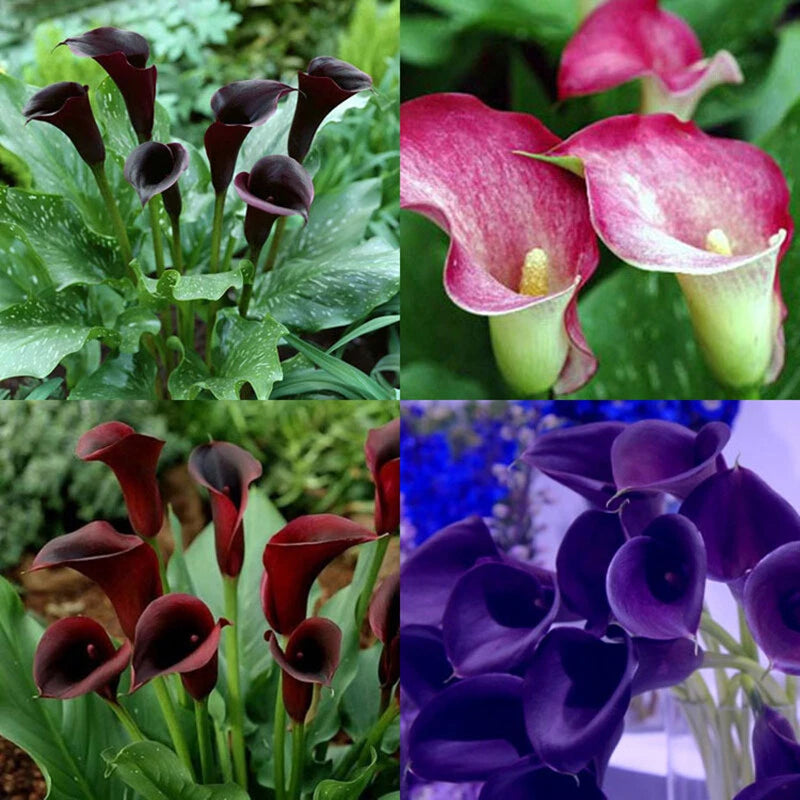 Calla Lily Mix Perennial Garden Flower Seeds for Indoor and Outdoor