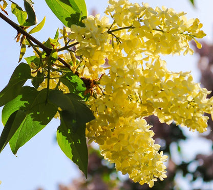 Yellow Lilac Seeds
