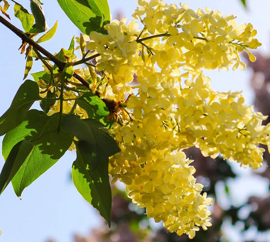Yellow Lilac Seeds