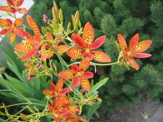 Iris Domestica Belamcanda Chinensis Leopard Lily Seeds