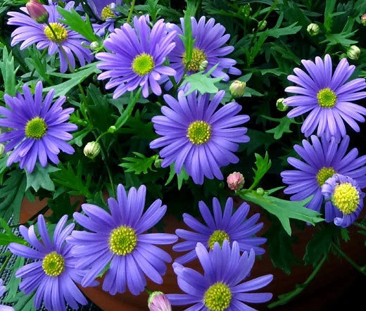Brachycome Blue Splendor Brachycome Iberidifolia – Colorful Garden Flower Seeds