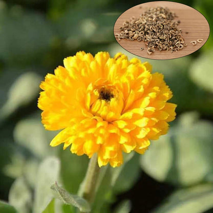 Calendula Pacific Beauty Mix Garden Flower Seeds