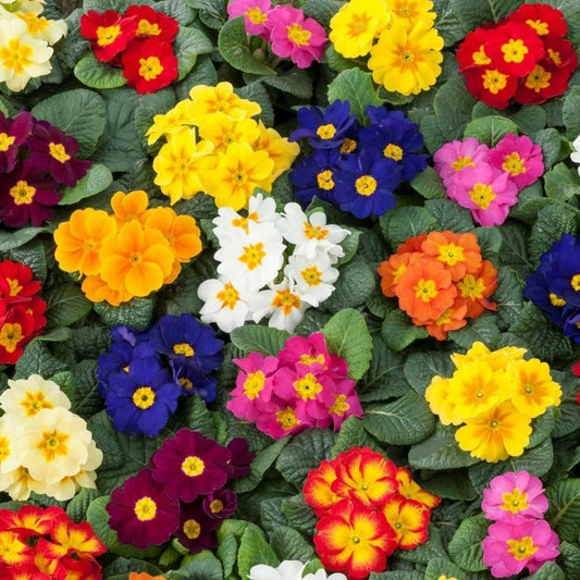 Primrose Primula Acaulis Perennial Garden Flower Seeds