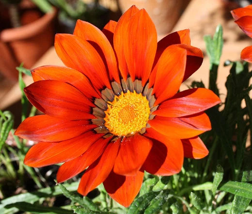 Gazania Garden Leader Bronze Gazania Rigens – Colorful Garden Flower Seeds