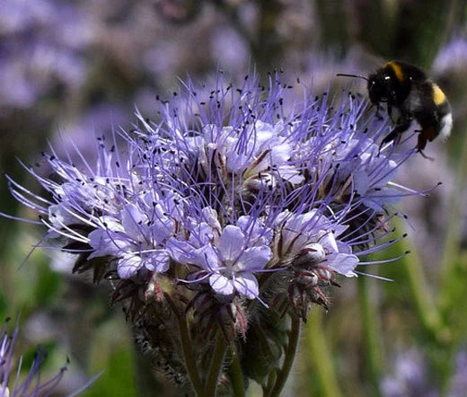 Lacy Phacelia Phacelia Tanacetifolia – Colorful Wildflower Seeds