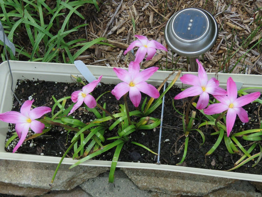 Rain Lily Zephyranthes Labufarosea – Blush Flower Bulb Seeds