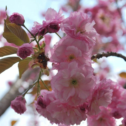 Japanese Cherry Blossom Prunus Serrulata Sakura Tree Flower Seeds