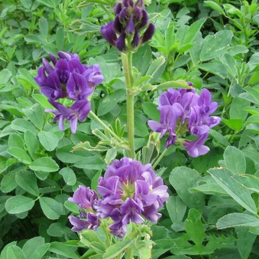 Alfalfa Medicago Sativa Flower Plant Seeds - Flower Seeds