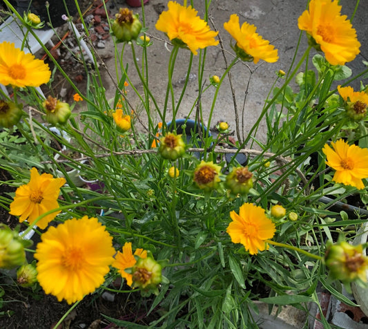 Lanceleaf Coreopsis – Yellow Perennial Flower Garden Seeds
