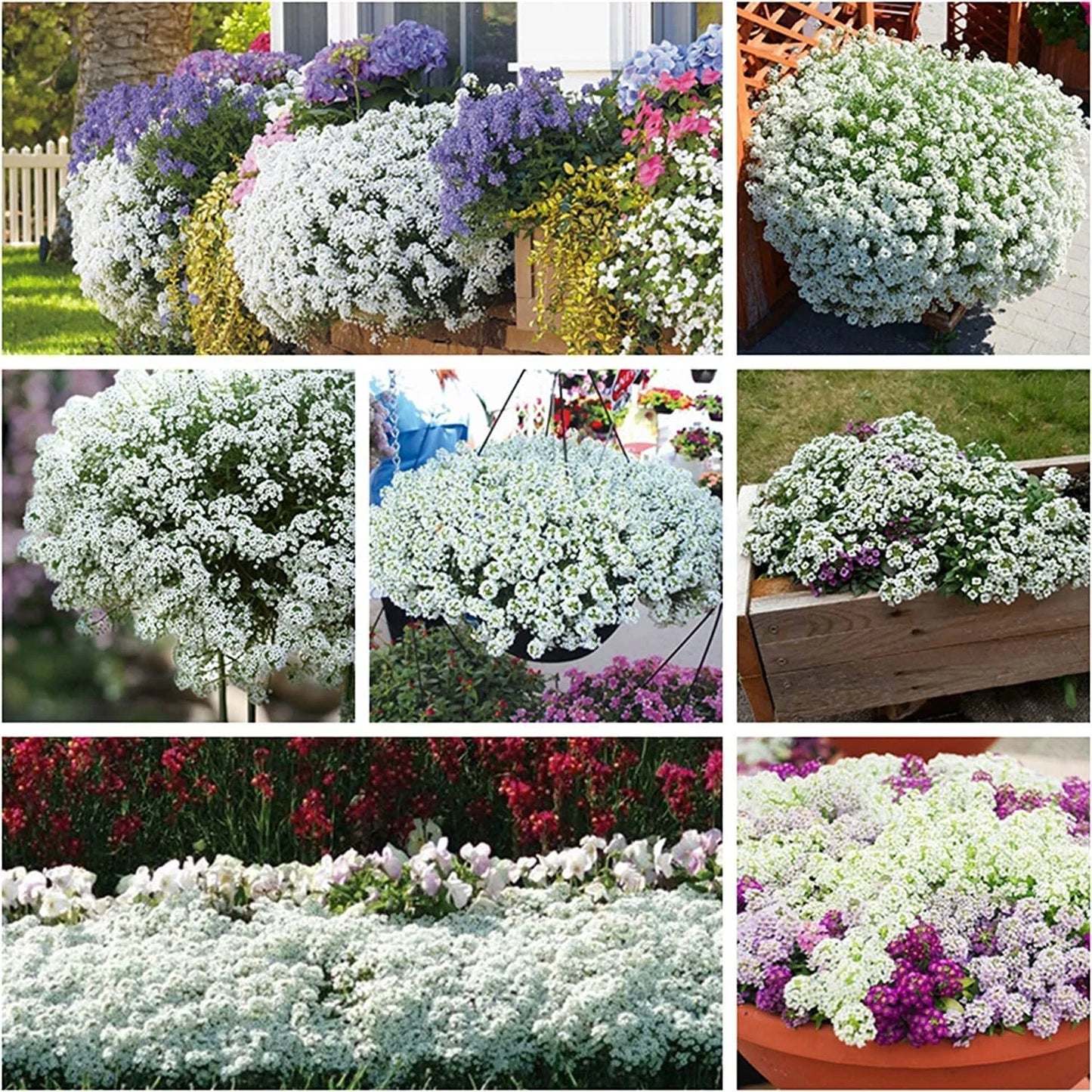 White Alyssum Clover Ground Cover Flower Seeds