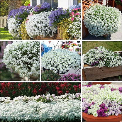White Alyssum Clover Ground Cover Flower Seeds