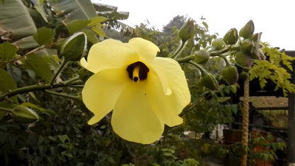 Abelmoschus Moschatus Seeds Hibiscus Plants Fragrant Musk Mallow Musk Okra – Fragrant Flower Seeds