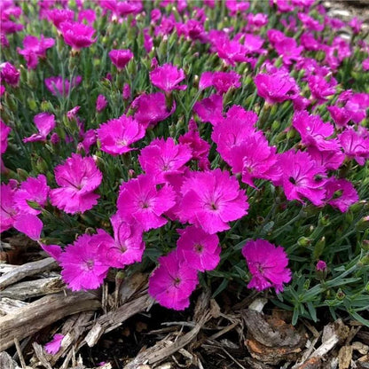 Mixed Color Sweet William Dianthus Barbatus – Perennial Flower Seeds