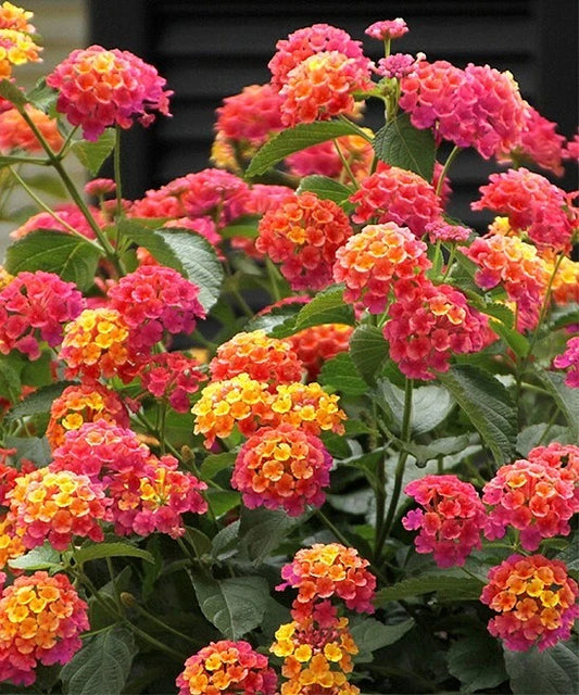 Lantana Camara – Fragrant Flowering Shrub Bush Seeds