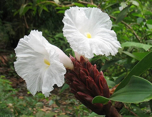 Spiral Ginger Costus Speciosus Hardy Garden Flower Seeds