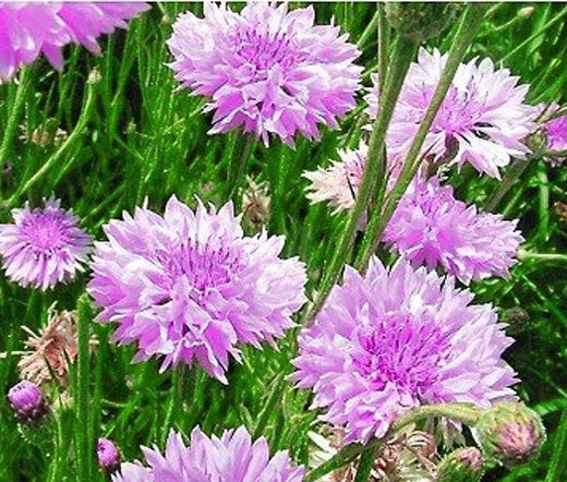 Cornflower Mauve Purple Centaurea Cyanus – Hardy Garden Flower Seeds