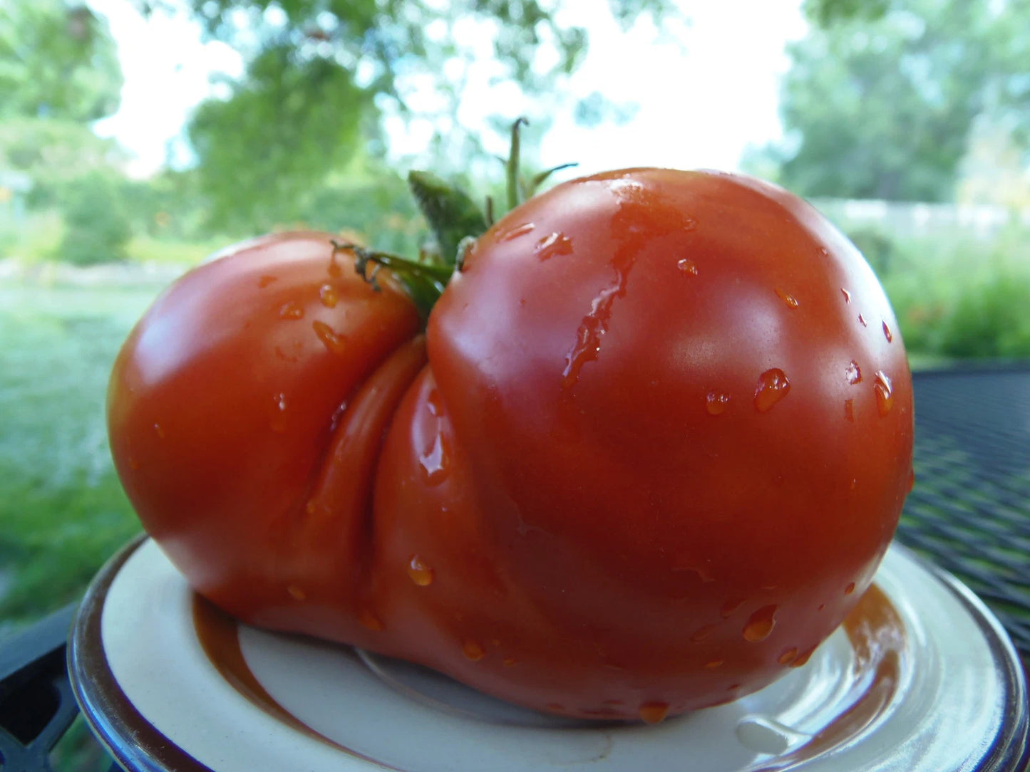 Sleeping Giant Tomato – Heirloom Vegetable Garden Seeds