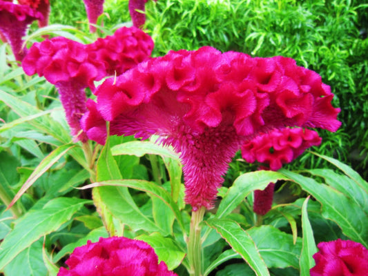 Pink Cockscomb Celosia Cristata Colorful Flower Garden Seeds