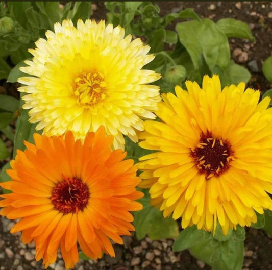 Calendula Pacific Beauty Mix – Colorful Garden Flower Seeds