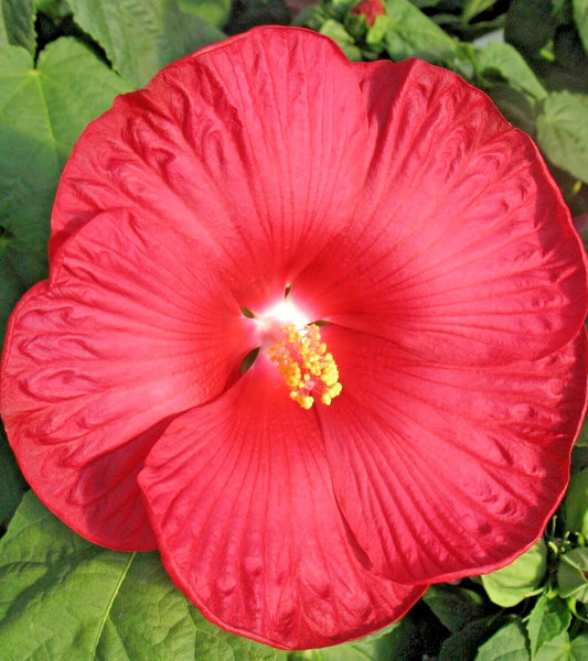 Dinner Plate Hibiscus Hibiscus Moscheutos – Perennial Flower Seeds