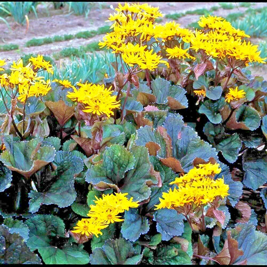 Othello Ligularia Dentata Perennial Shade Garden Flower Seeds