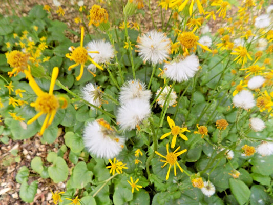 Ligularia Species Perennial Flower Seeds