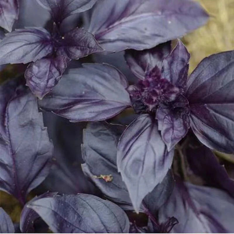Purple Basil Ocimum Basilicum Herb Garden Seeds