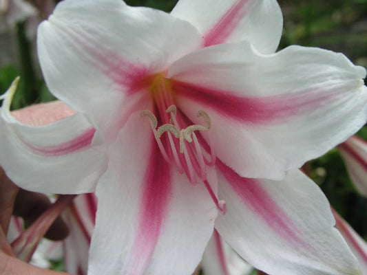 Crinum Lily Herbertii Gulf Pride Medium-size Bulb New Best One -
