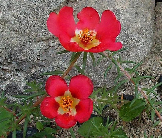 Purslane Toucan Scarlet Shades Portulaca Oleracea – Colorful Garden Flower Seeds