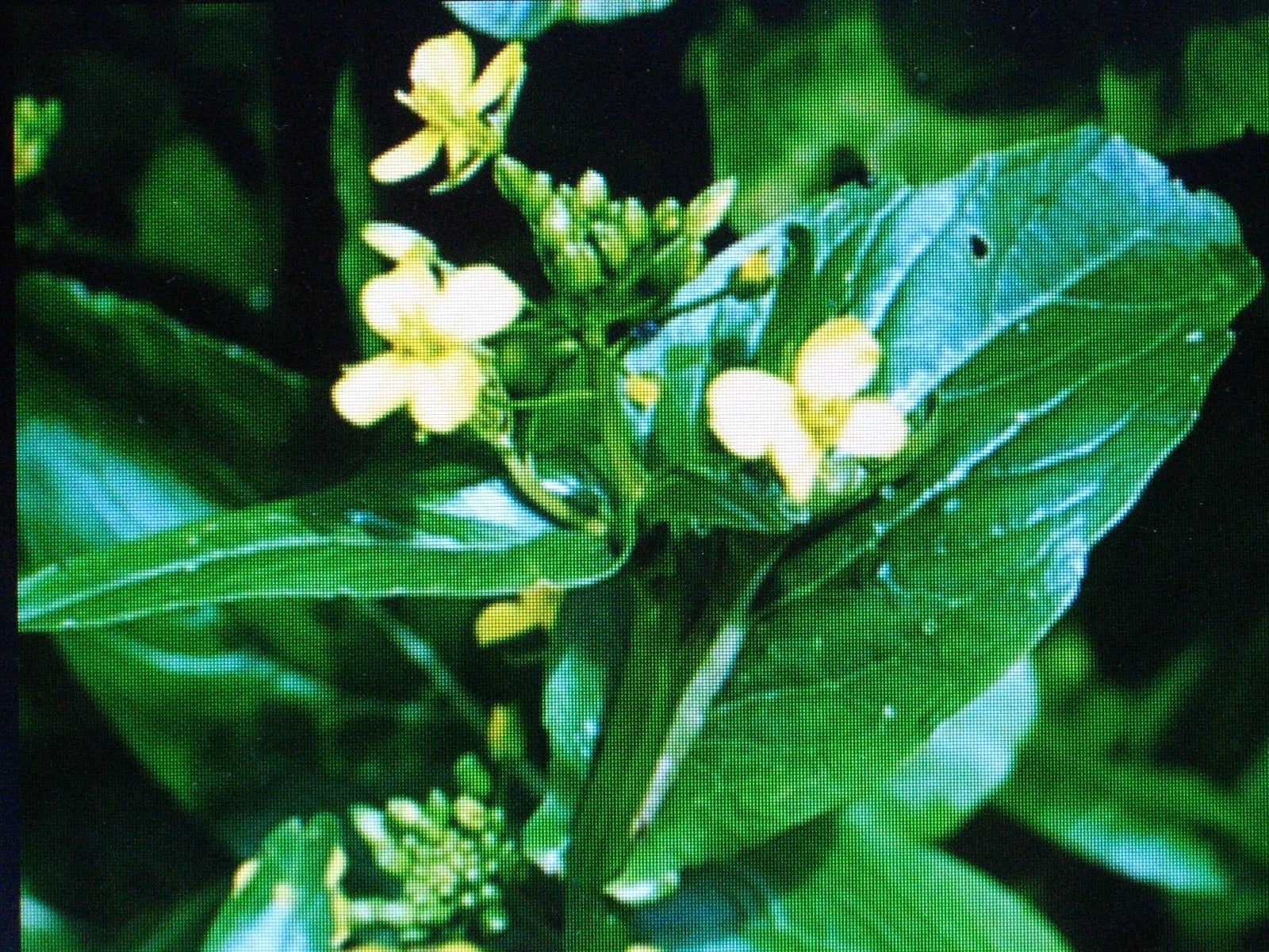Tsoi Sim Chinese Green Hardy Vegetable Garden Seeds for Salads and Stir Fry