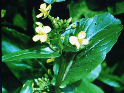 Tsoi Sim Chinese Green Hardy Vegetable Garden Seeds for Salads and Stir Fry