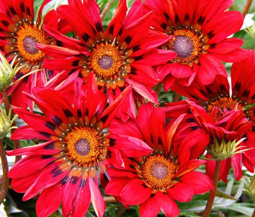 Gazania Red Shades Gazania Rigens – Colorful Garden Flower Seeds