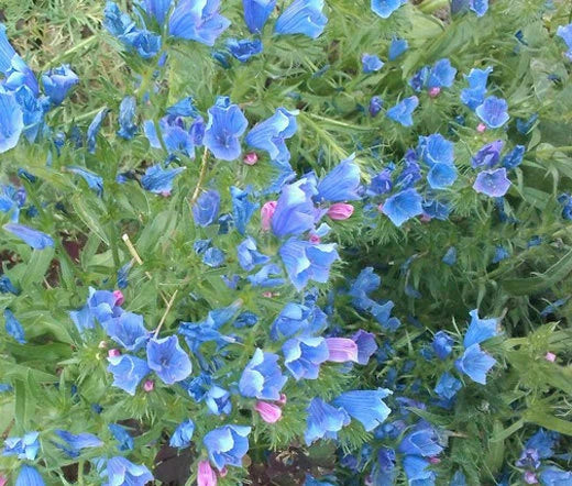 Vipers Bugloss Blue Bedder Dwarf Echium Plantagineum – Colorful Garden Flower Seeds